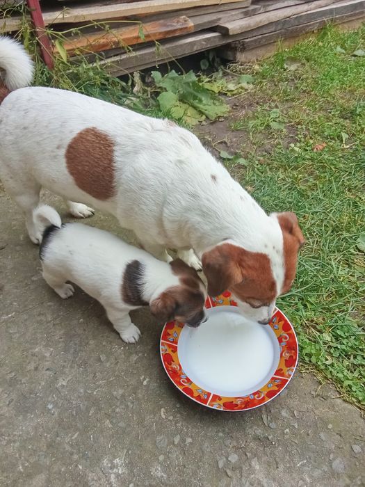 Джек Рассел тер'єр