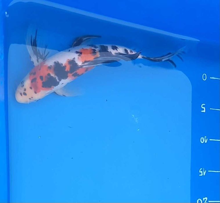 Karp koi butterfly long fin oczko wodne