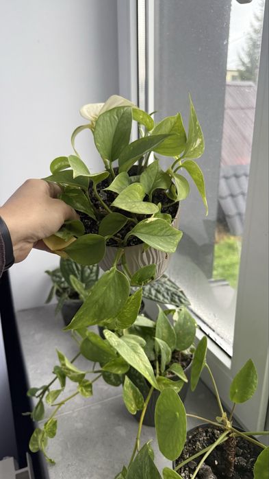 Епіпремнуми мікси золотистий, хеппі ліф, марбл кіін