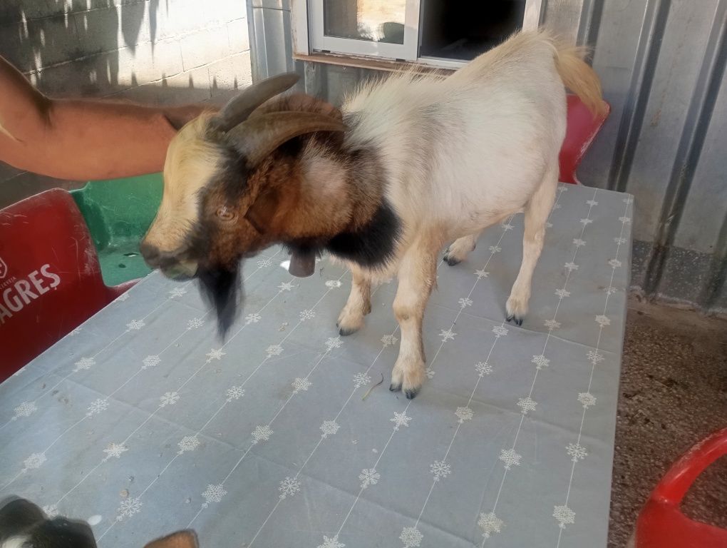 Bode micro anão meiguinho