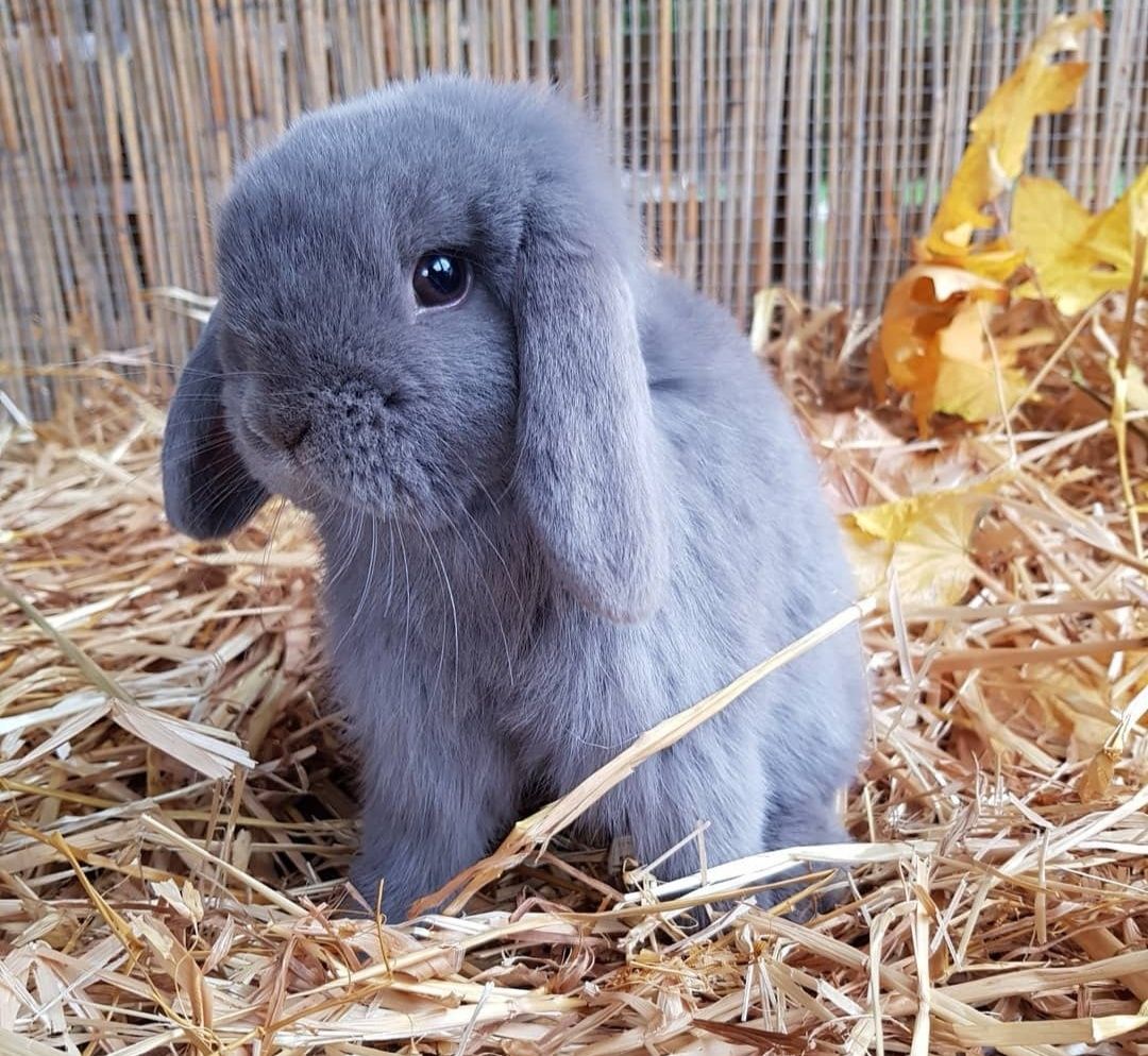 KIT Coelhos anões orelhudos, mini lop super inteligentes