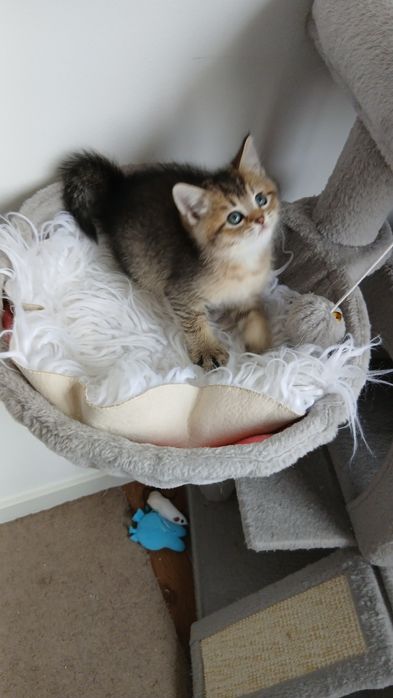 Macho Scottish Straight