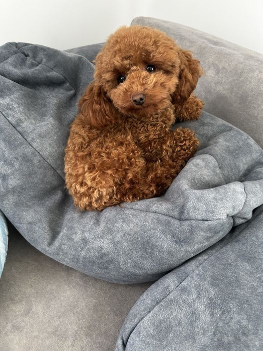 Дівчинка той пудель Ада