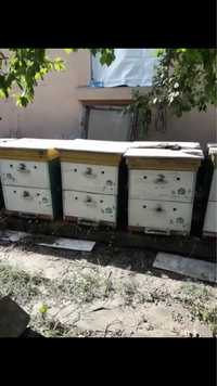 Продам пчелиную пасеку 10 семей отводок с уликом