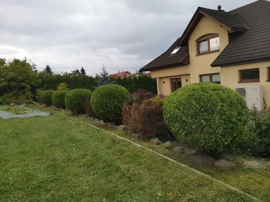 wycinka i  pielęgnacja drzew alpinistycznie rębak regulacja tui