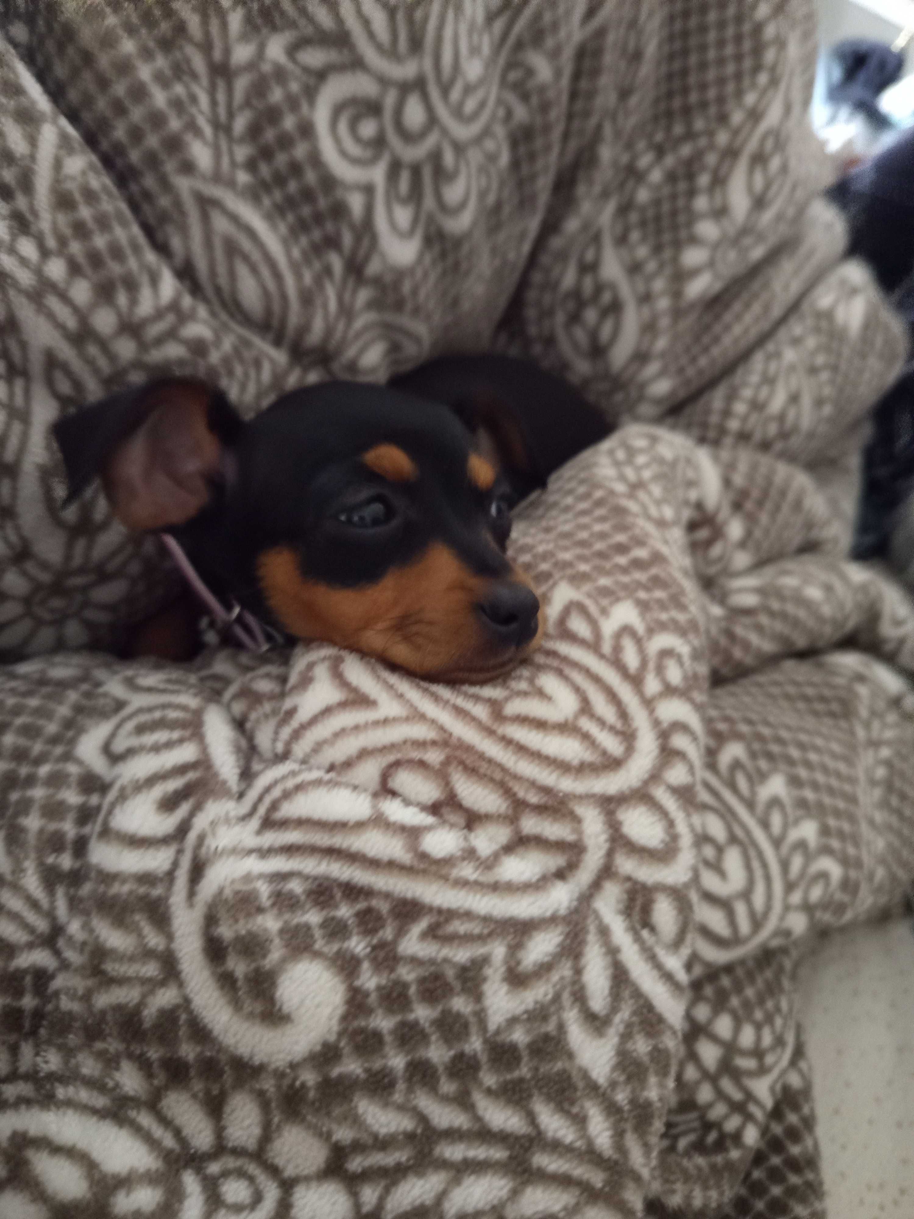 Menina pinscher bebé
