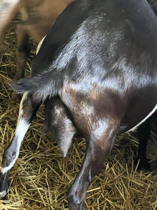 Cabra de raça grande