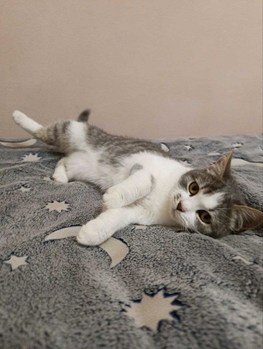 шукаю дім для котика безплатно