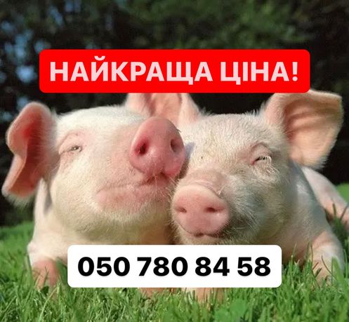 Поросята малі / Продам