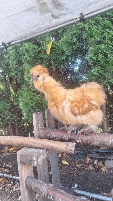 Sprzedam koguty czubatka silka jedwabista , silka satyna, kochin