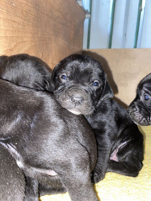 Цуценя кане корсо