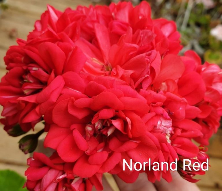 Pelargonia Norland Red