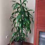 Planta de interior