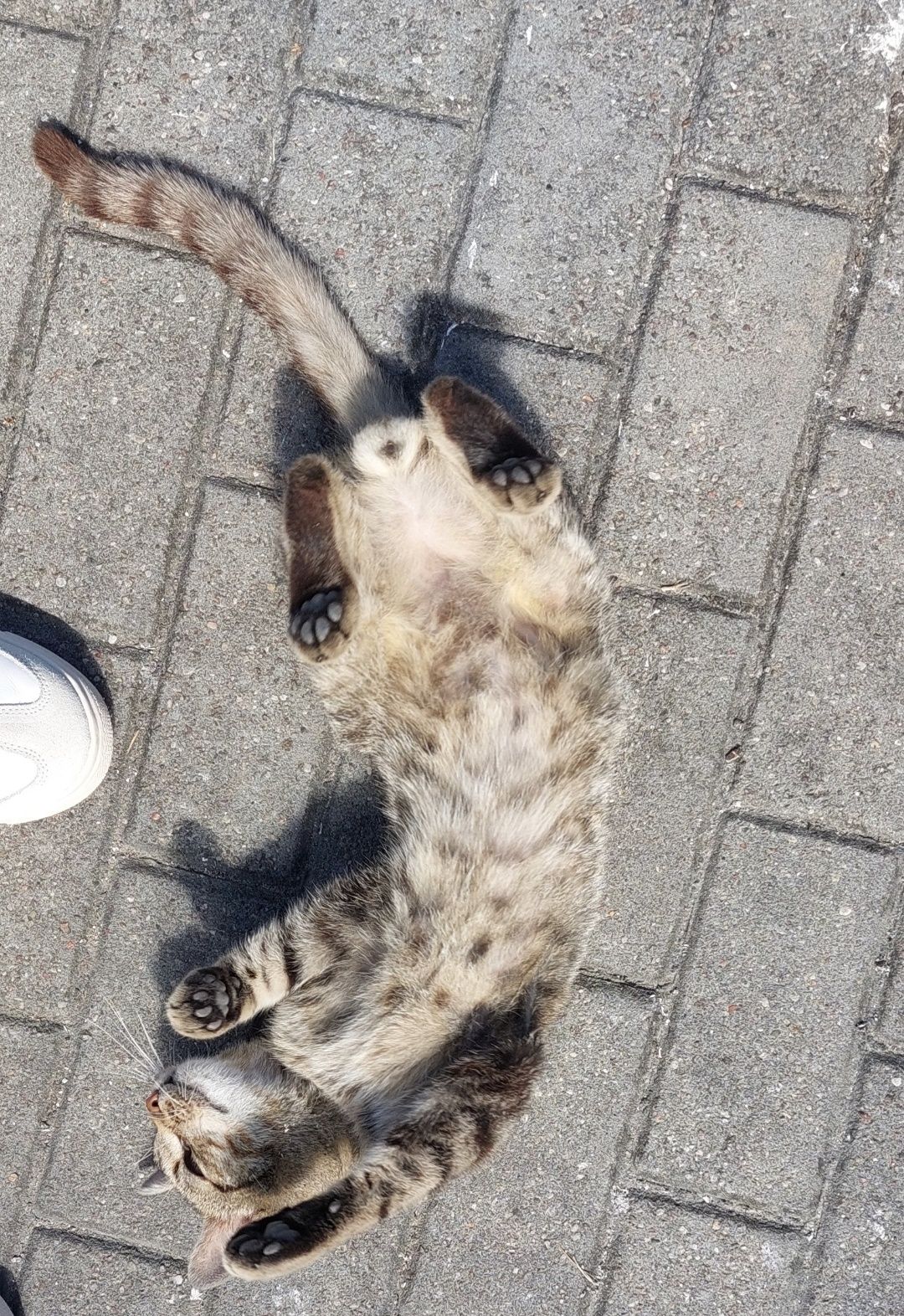Pilnie! Szukamy domu dla młodego kocurka, kotek do adopcji