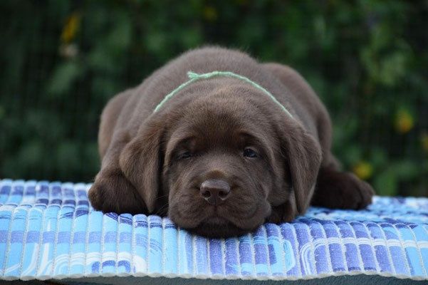 Шоколадные и чёрные щенки лабрадора!