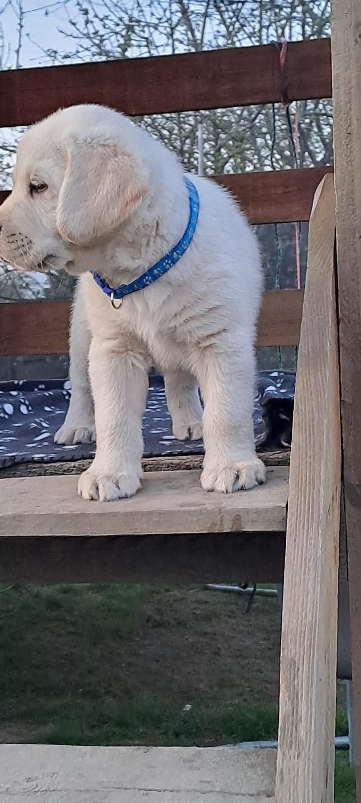 Labrador retriever