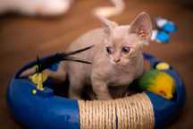 Devon rex liliowa koteczka po championach