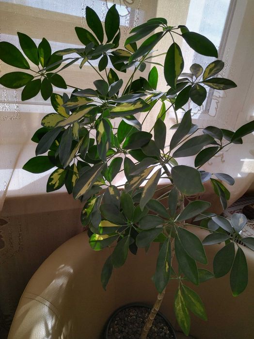 Szeflera/100cm z doniczką