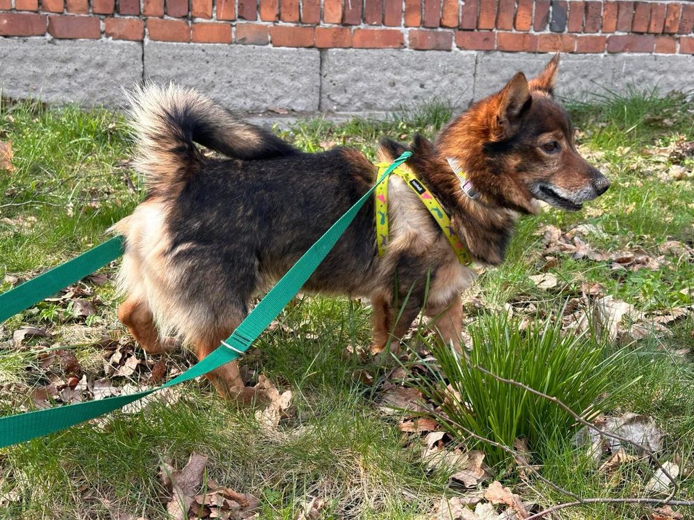 Marcel piekny drobny samiec blaga o adopcje !