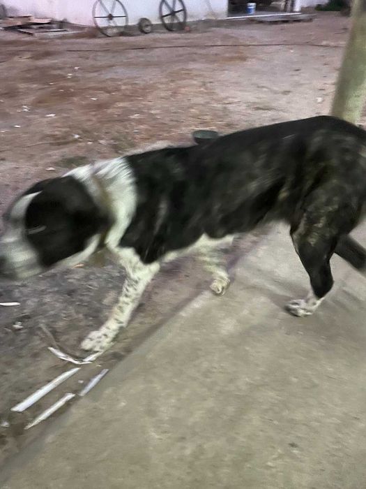 Cachorra Rafeira do Alentejo para adoção responsável