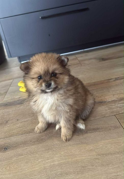 Szpic miniaturowy pomeranian mini perełka ostatni sunia