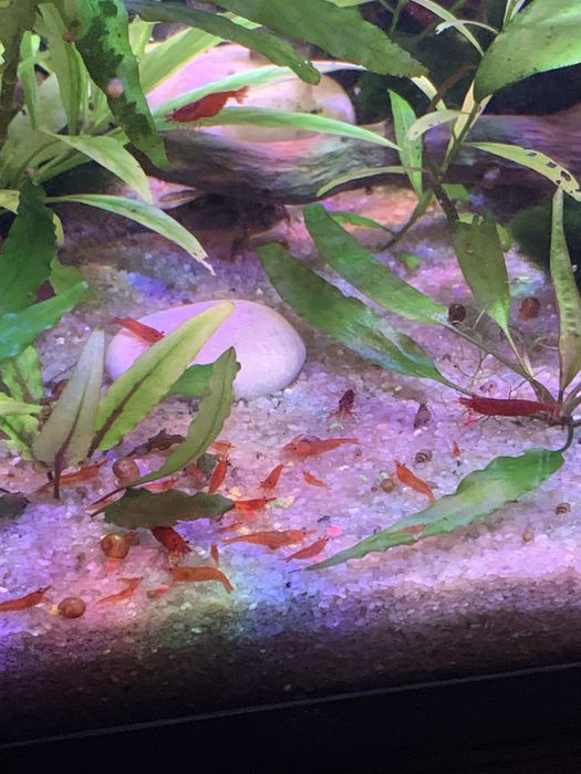 Акваріумна криветка та равлики