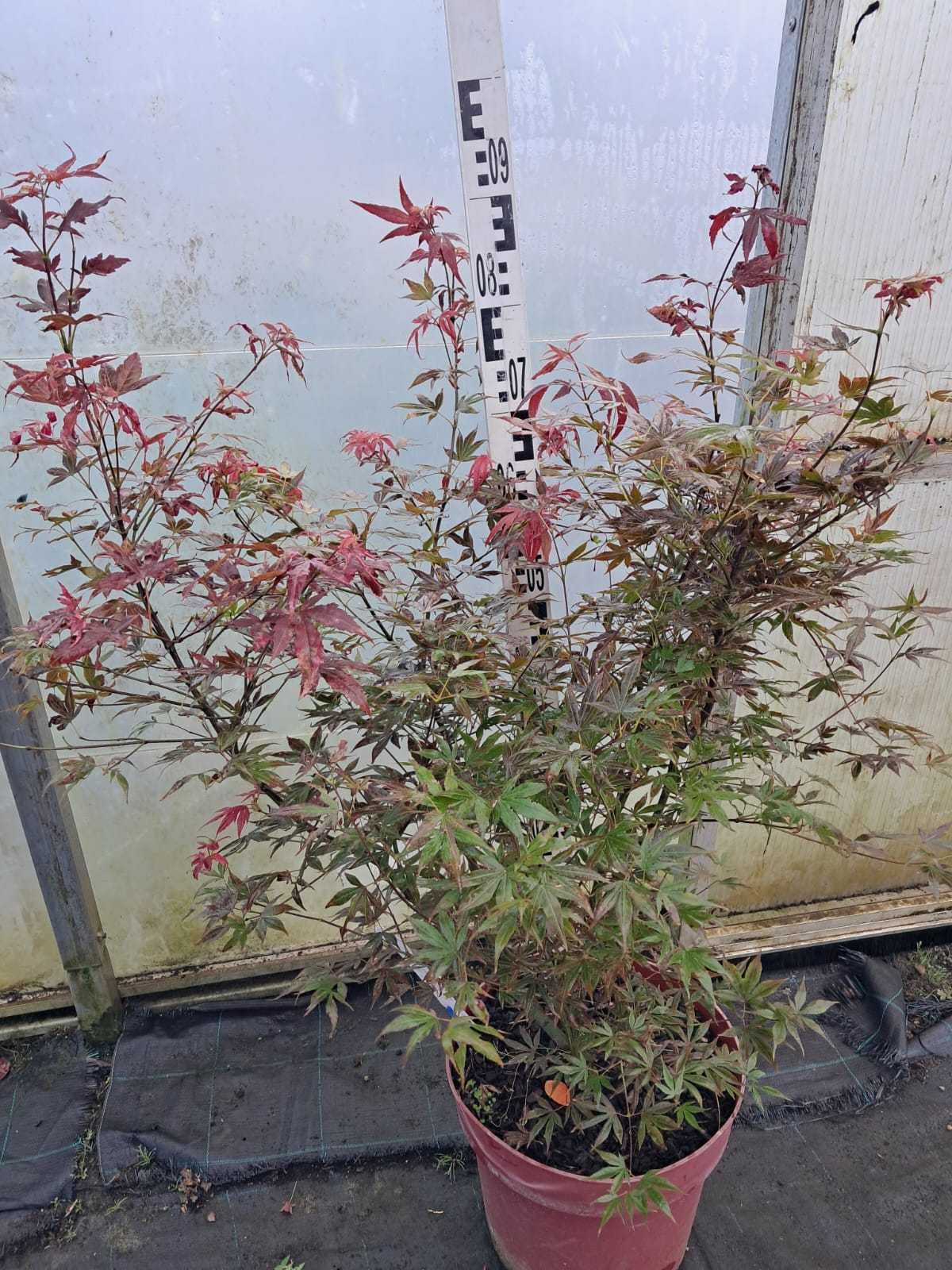 Klon Palmowy Atropurpureum