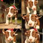 American Pitt Bull Terrier  Old Family Red Nose import USA