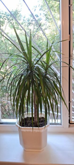 Продам вазон в гарному горшку