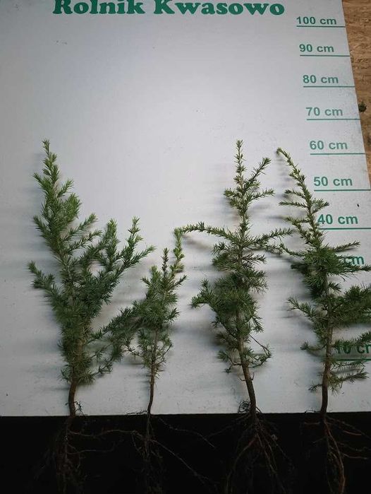 Cedr libański 45 cm 65 cm. Szkółkowany 3 Lata