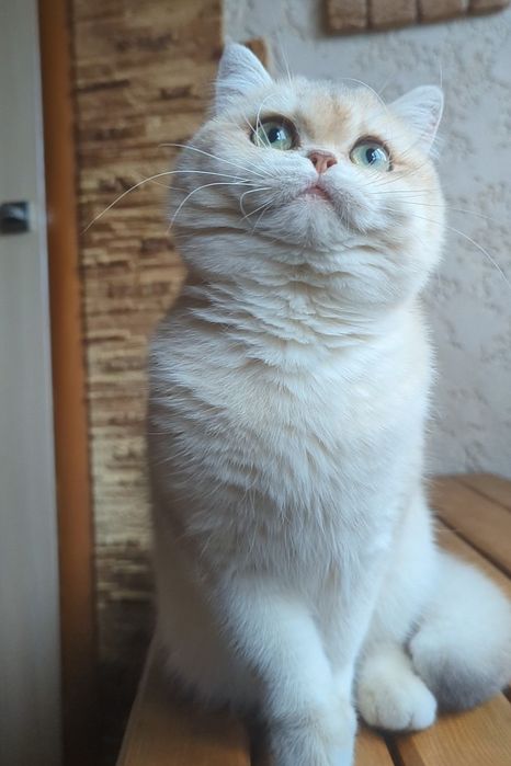 Голубое золото ay 12.Шиншила