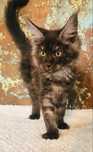 Kotka czarna dymna Maine Coon