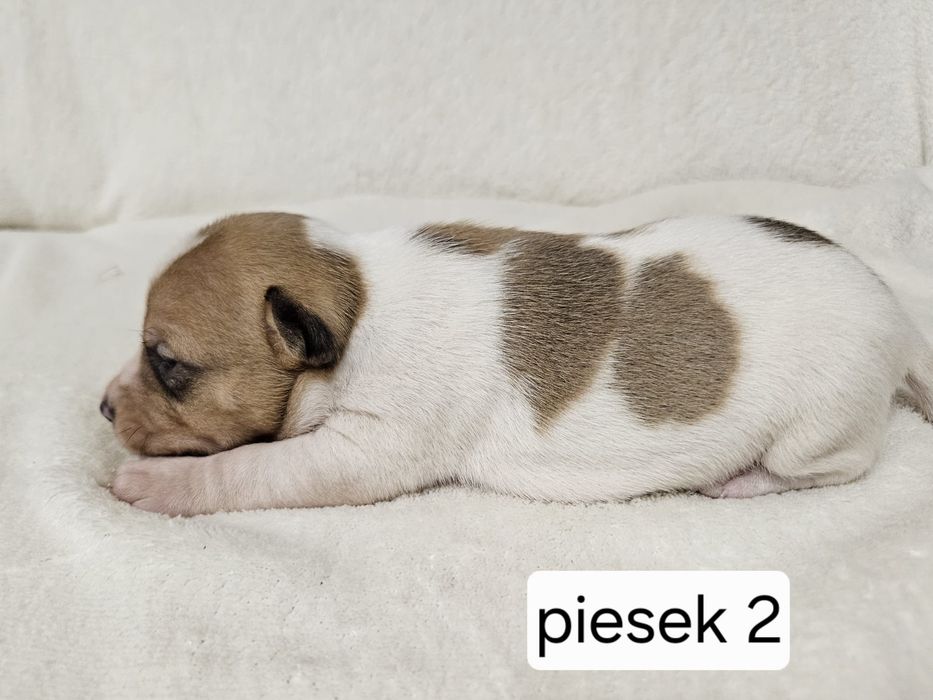 Piesek Jack Russell Terrier