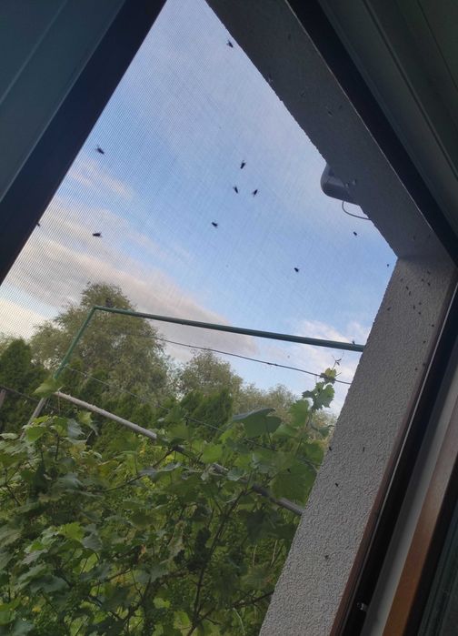 Moskitiera okienna na wymiar - Siatka na komary