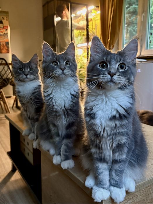 Kotka maine coon 7msc