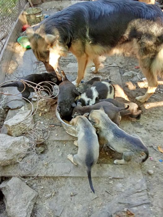 Щенята родились 9.08 в чергу их мама. метис овчарки длинношерстной.