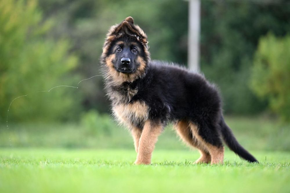Німецька вівчарка. Дш кобель