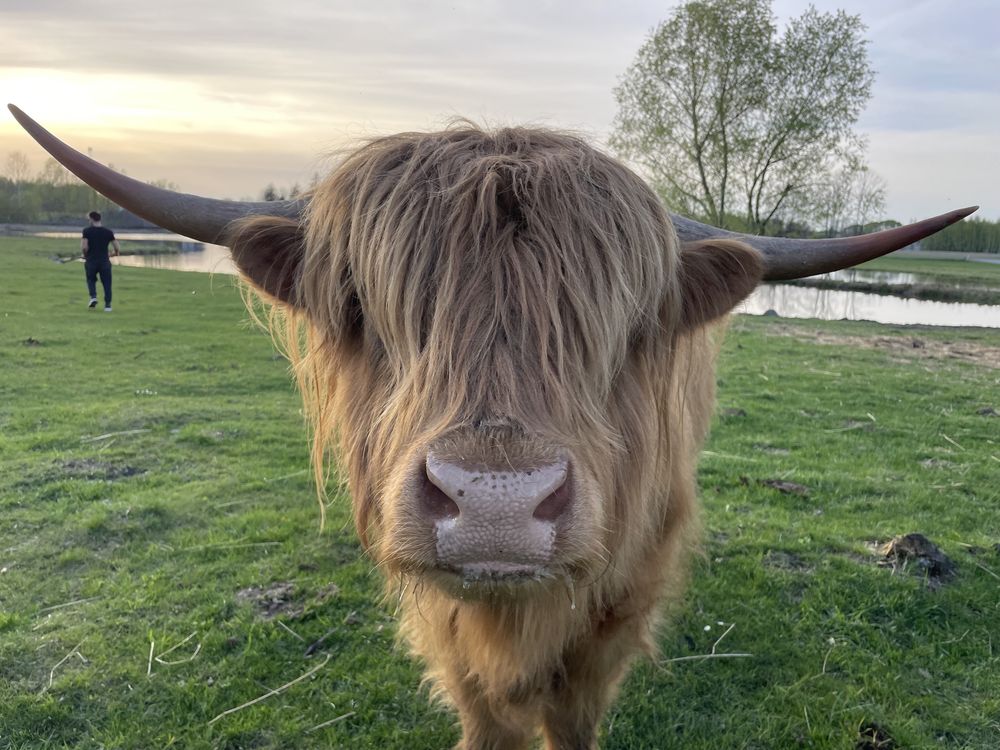 Bydło szkockie highland cuttle