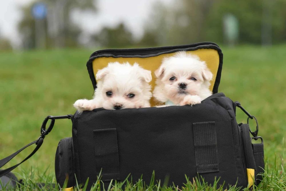 Maltańczyk piesek FCI