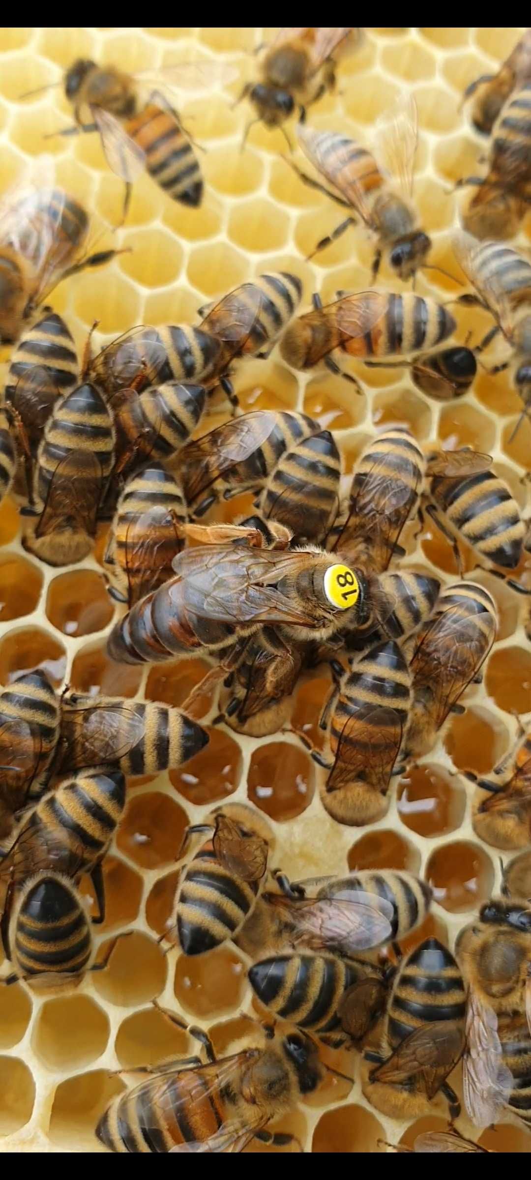 Matka pszczela, królowa krainka car Sklenar H47 UNASIENIONA