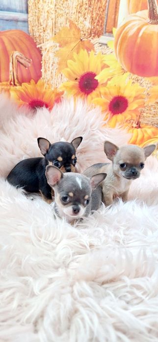 Chihuahua piękna płowa mini sunia