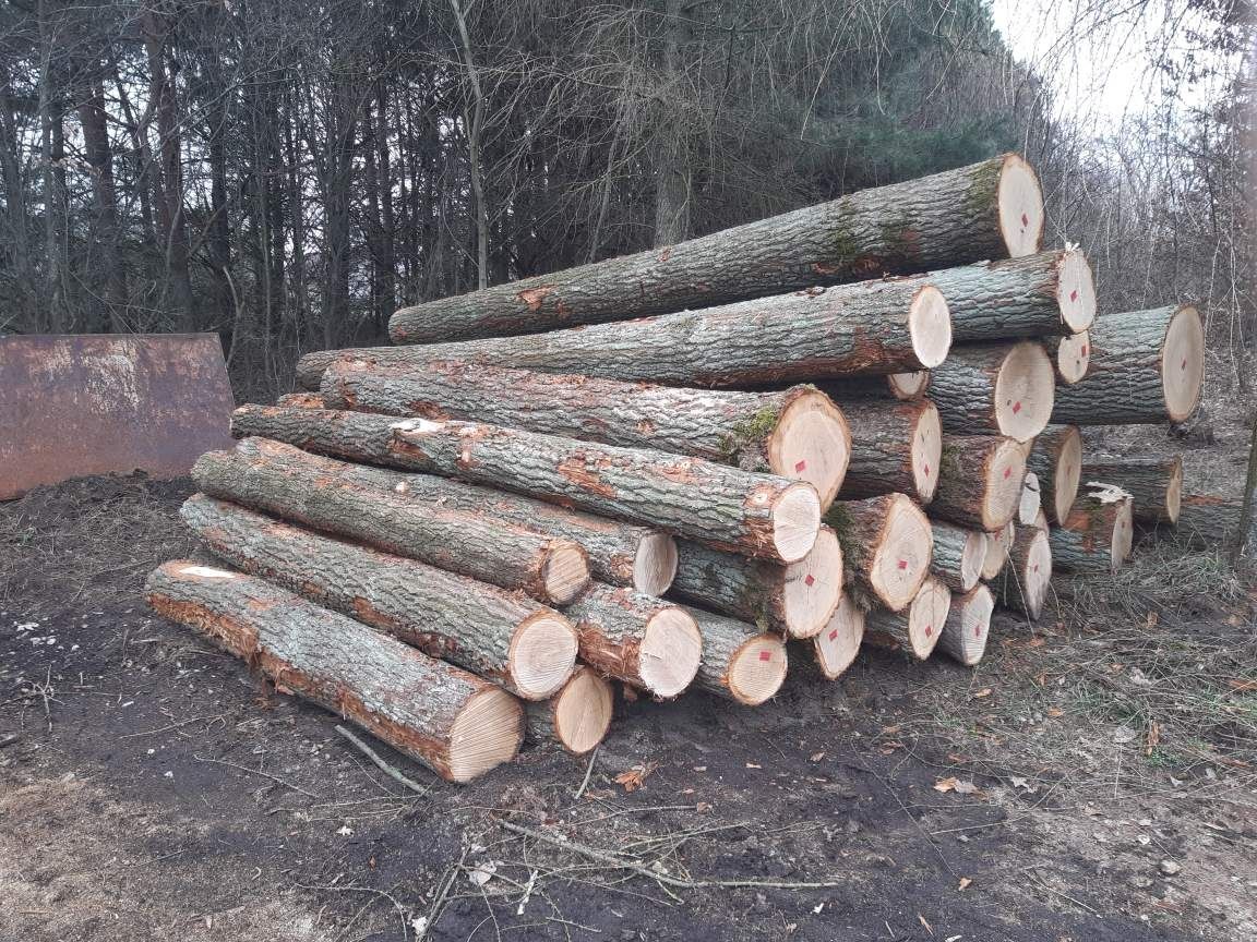 Kłody drewno dąb sosna brzoza drab bug modrzew 2,5m