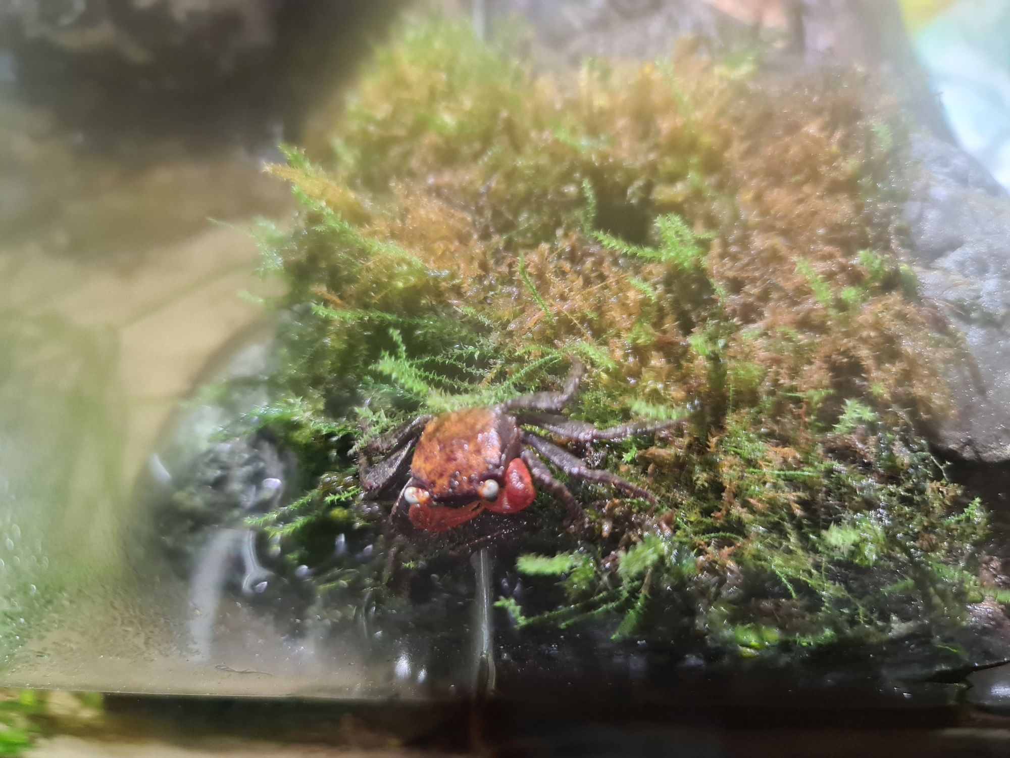 Mini krab white oraz red devil  młode