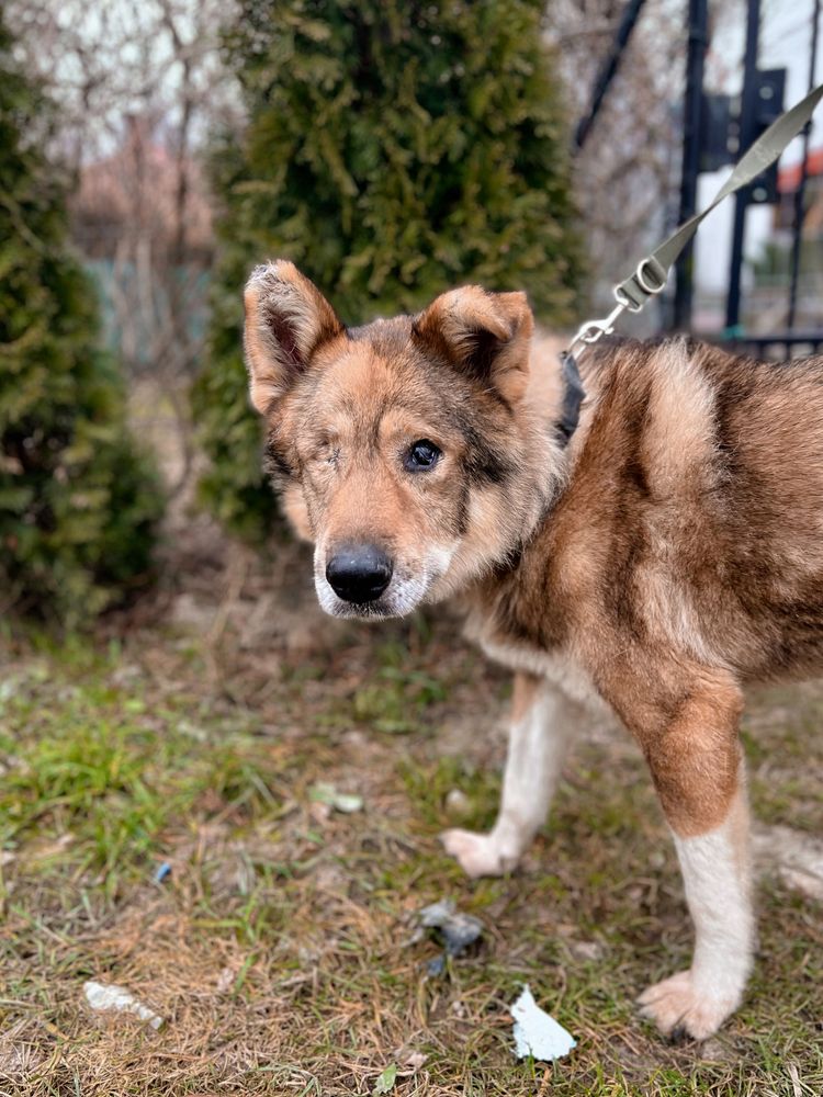 Rambuś do adopcji szuka domu