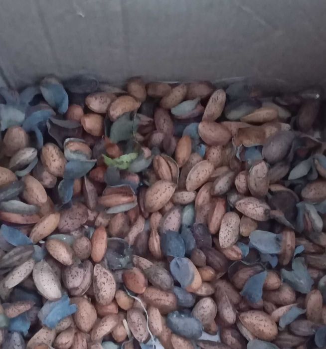 Гіркий Миндаль для подвою.Урожай 2025р.