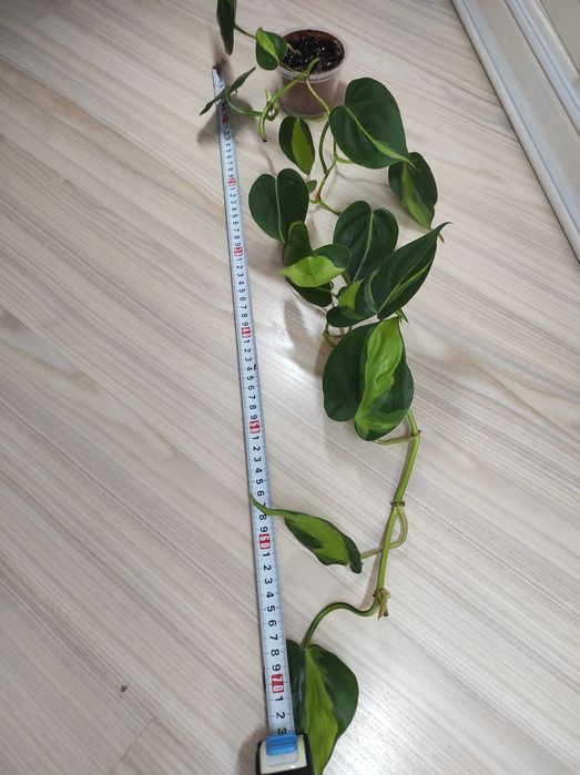 Сциндапсус, епіпремнум, кімнатні рослини,ліана