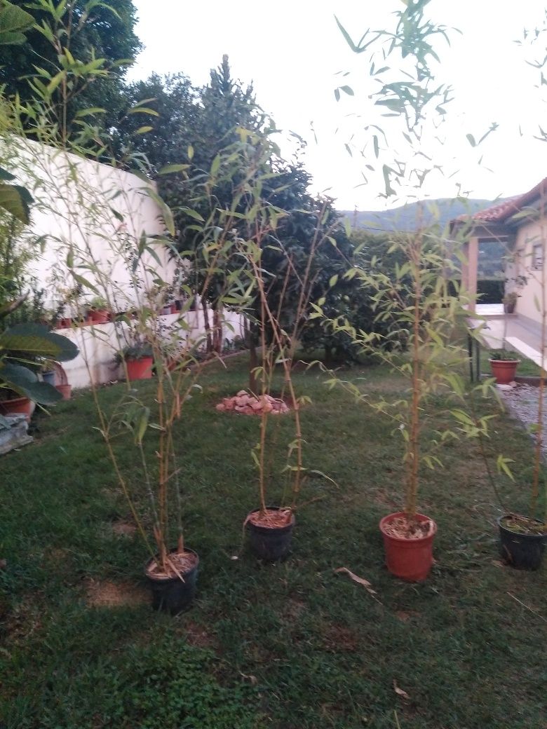 plantas de bambus naturais