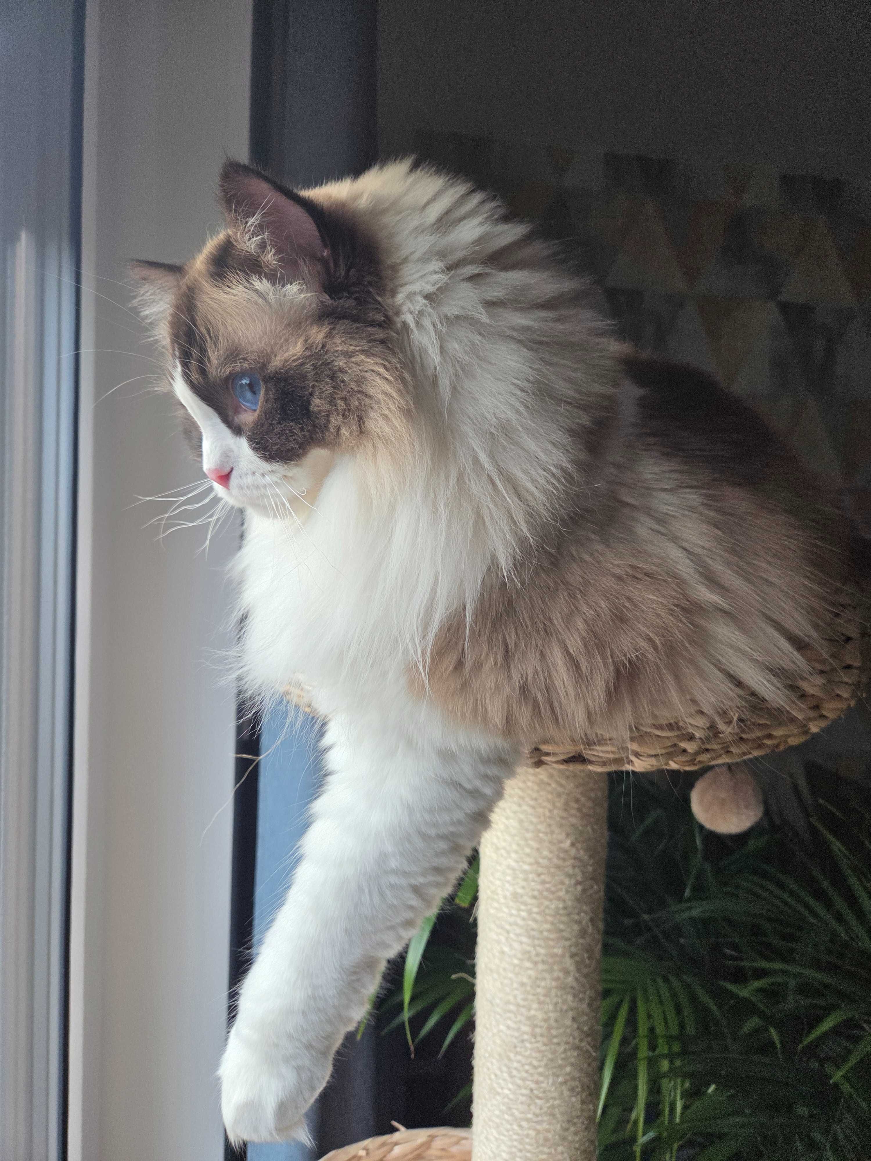 Piękny Ragdoll Kocurek