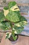 Monstera Thai platinum,mutation,50cm