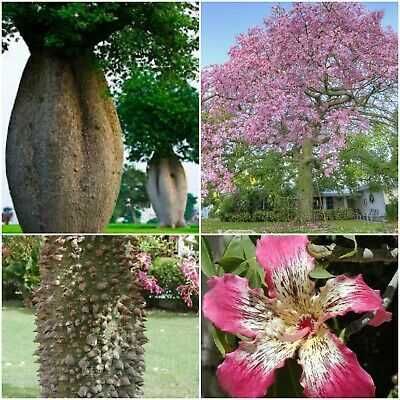 CEIBA SPECIOSA Rarytas!+Gratisy